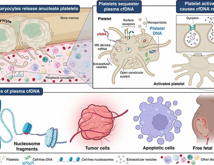 Platelets sequester extracellular DNA, capturing tumor-derived and free fetal DNA | Science