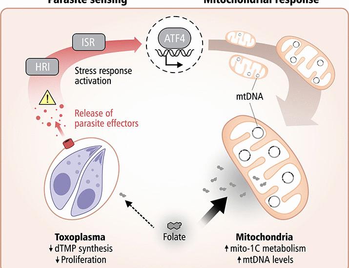 Mitochondria protect against an intracellular pathogen by restricting access to folate | Science