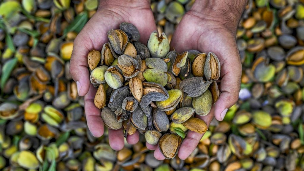 Nutty Delight: A Visual Treat