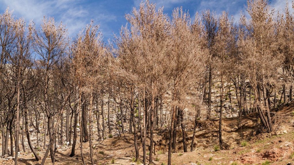How the nature of environmental law is changing in defense of the planet and the climate