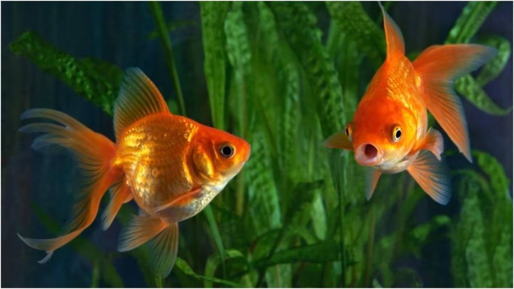 Building An Aquarium? Types Of Fishes To Keep At Home And How To Care For Them