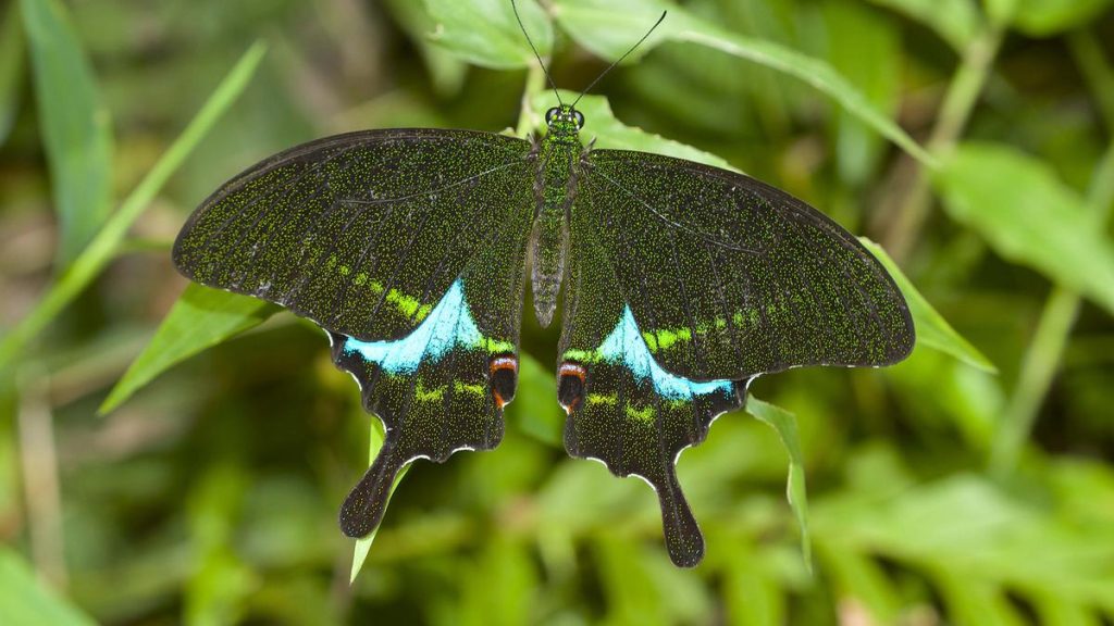 Survey Uncovers Nine New Bird Species in Kerala's Thattekad Sanctuary