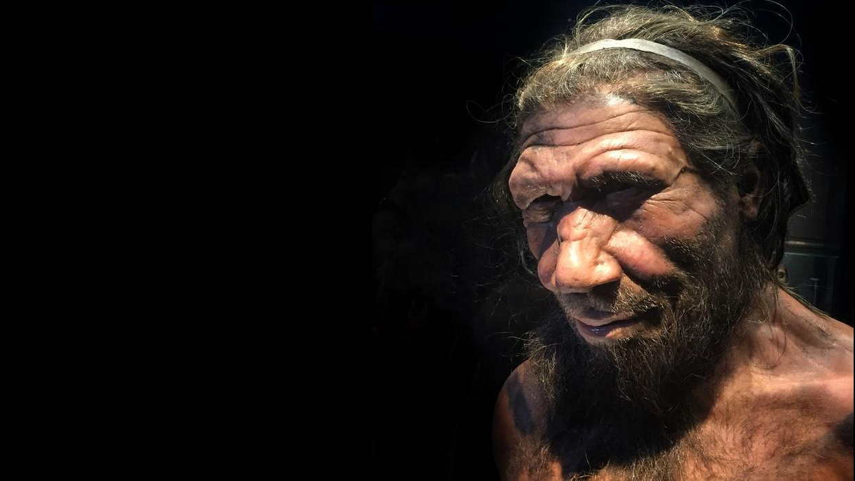 Gene that differs between humans and Neanderthals could shed light on the species’ disappearance, mouse study suggests
