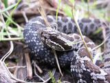 Eastern Massasauga Rattle Snakes are Resorting to Incest and Humans May Be to Blame