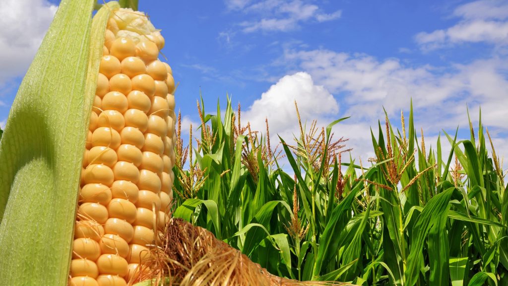 Corn gets gassy when it feels too crowded