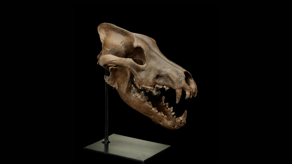 Dire wolf skull could fetch over $30,000 at auction