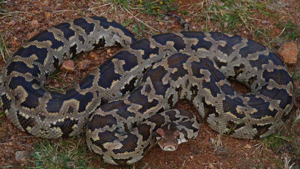 10-Foot Indian Rock Python Rescued from Mumbai Housing Complex
