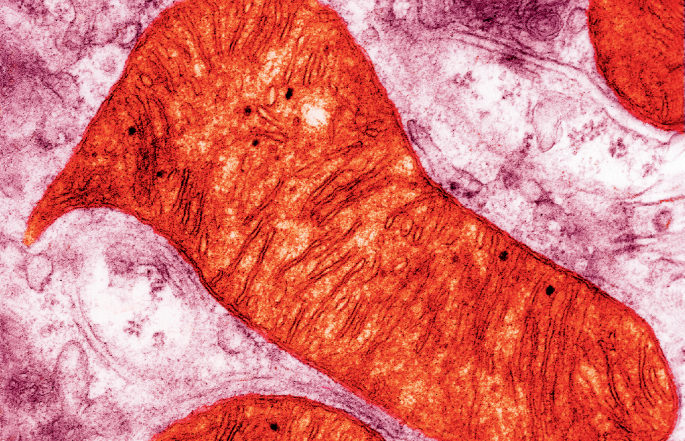 Mitochondrial transplants make healthy babies