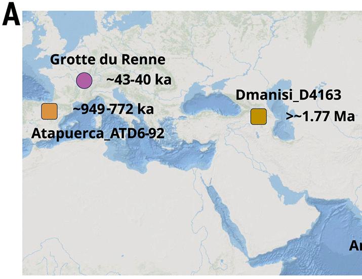 The proteome of the late Middle Pleistocene Harbin individual | Science
