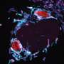 Mitochondria defend cells against infections by competing with pathogens for nutrients