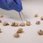 ‘Super snail’ modifies slime to fight pesticide