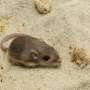 Zoo populations may hold key to saving Pacific pocket mouse