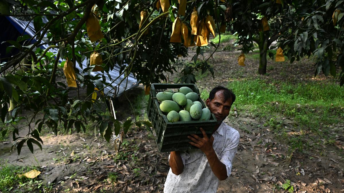 the-weight-of-being-a-mango-man:-on-mango-farming-in-uttar-pradesh