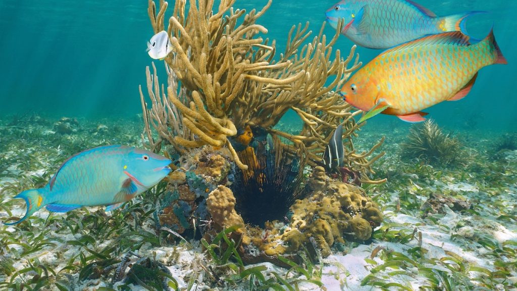 Discover the wild side of Turks & Caicos