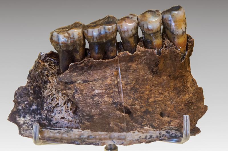DNA from ancient bones reveals how Indigenous Americans got their mucus