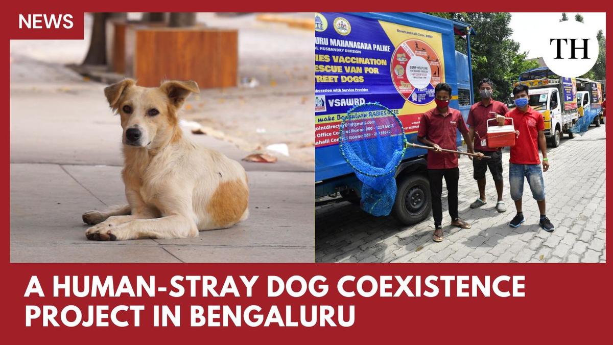 how-is-bengaluru-planning-to-handle-stray-dogs?