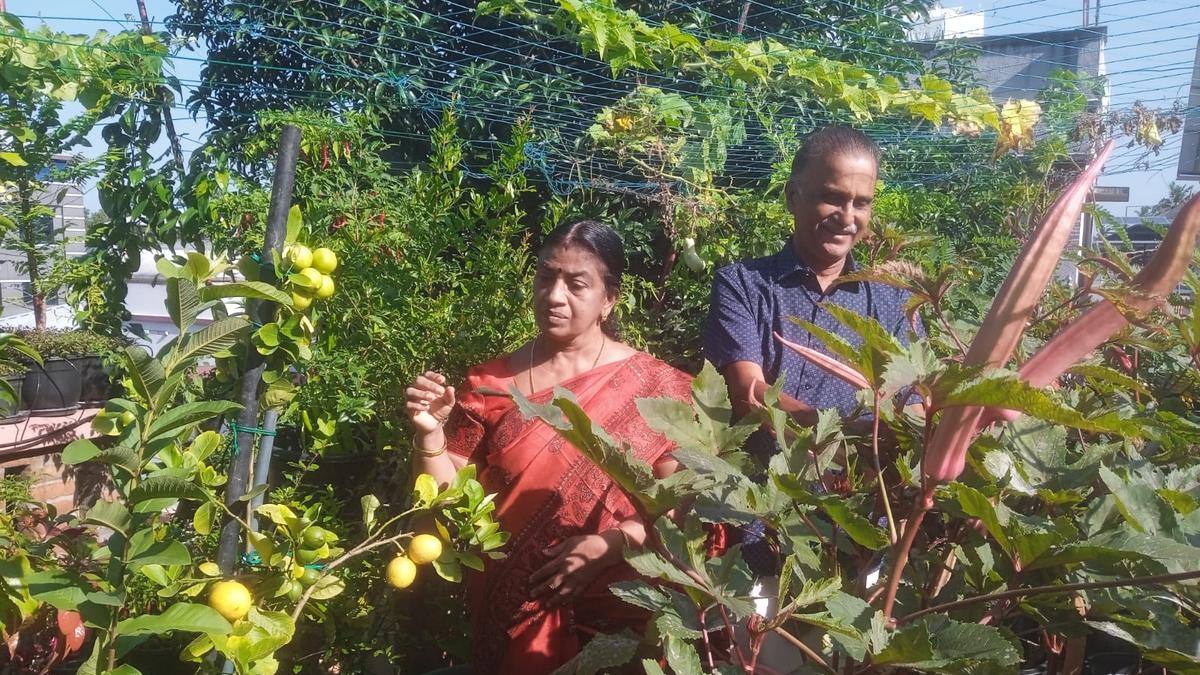 meet-n-harikesan-nair-from-thiruvananthapuram,-recipient-of-the-kerala-state-farm-awards-for-the-best-nutrition-garden