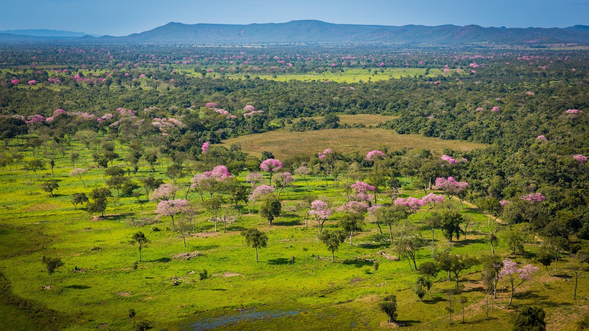 Southern Pantanal: For eco lovers and lovebirds