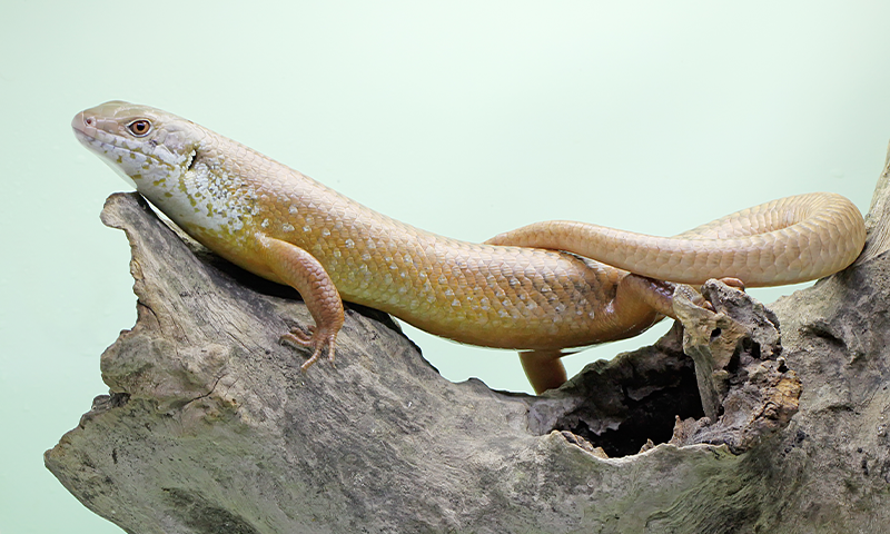 How Skinks and Honey Badgers Fight Cobra Venom