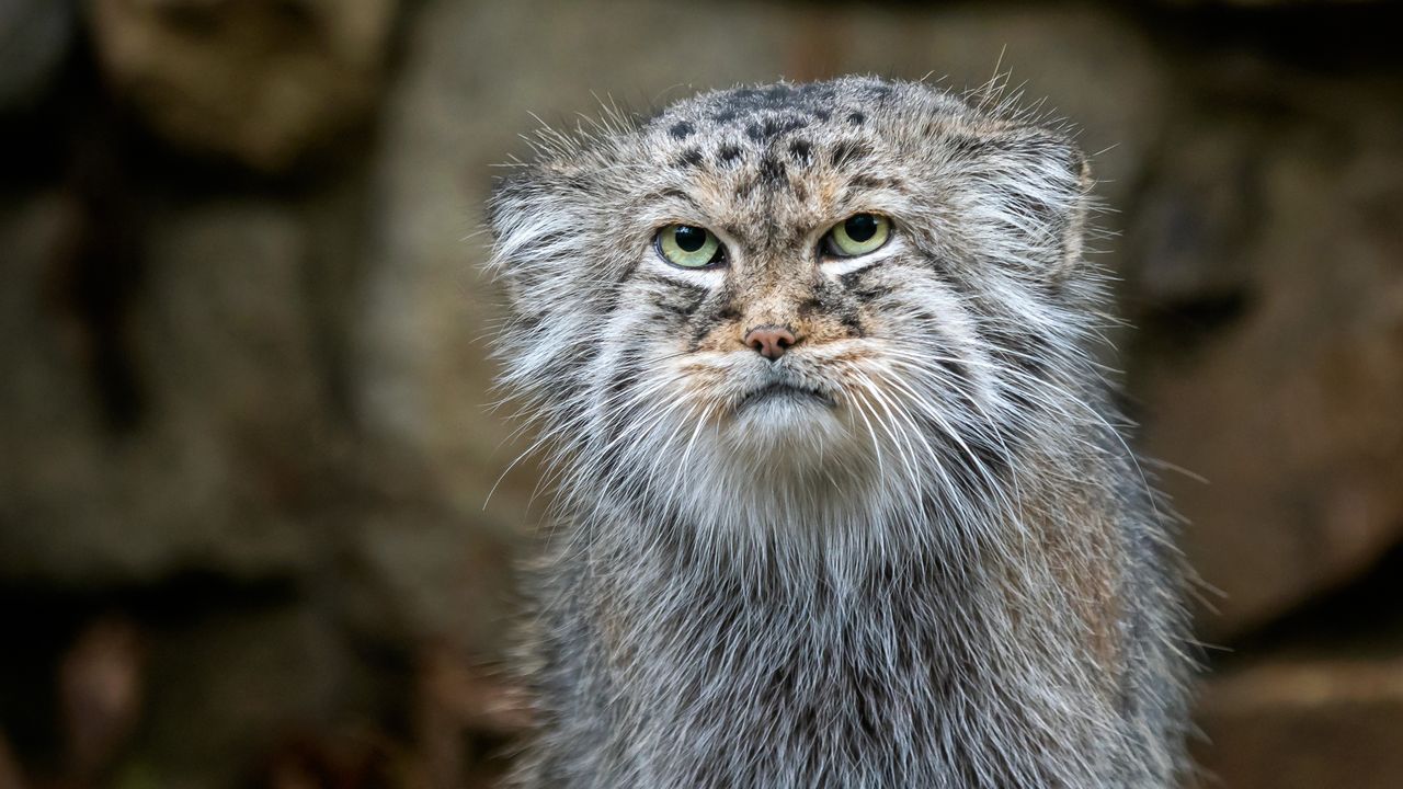 Pallas’s cat: One of the world’s oldest felines that stands on its bushy tail to keep its paws warm