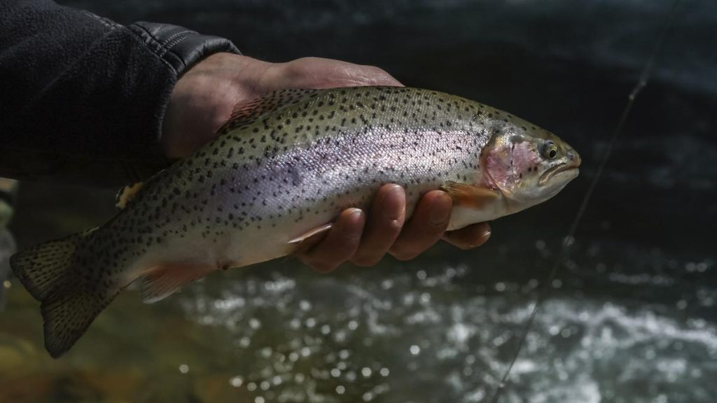 Himachal Pradesh Flash Floods Endanger Trout Population