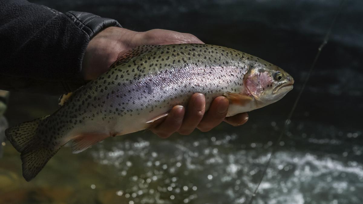 flash-floods-in-himachal-pradesh-threaten-trout-fish