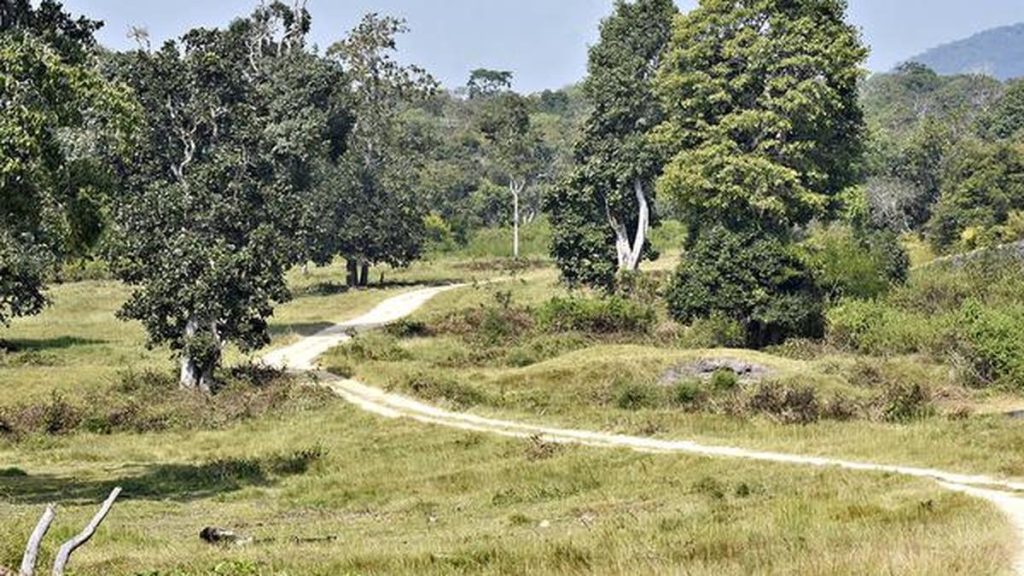 India Faces Rising Challenges from Invasive Species Management