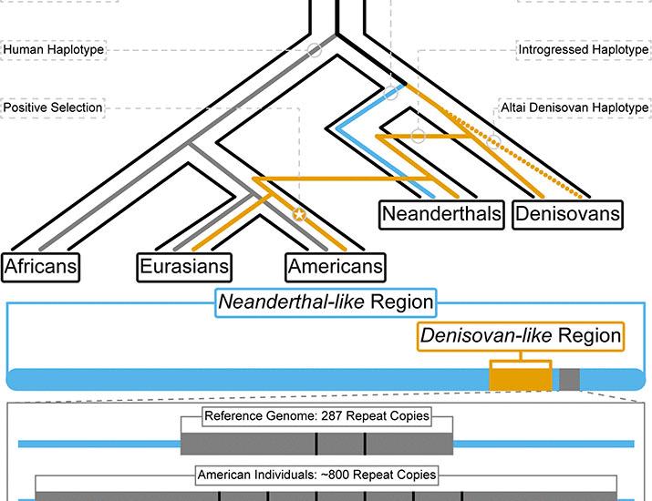 The MUC19 gene: An evolutionary history of recurrent introgression and natural selection | Science