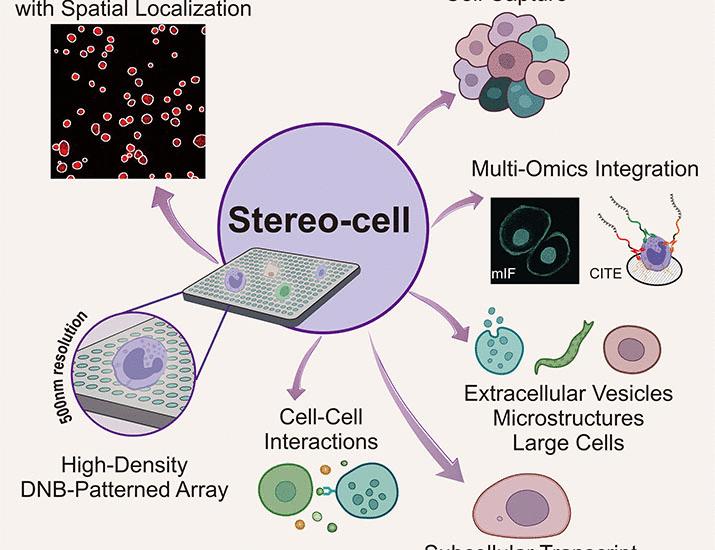 Stereo-cell: Spatial enhanced-resolution single-cell sequencing with high-density DNA nanoball-patterned arrays | Science