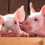 African swine fever vaccine candidate shows promise against some virus strains, but broad protection still a challenge