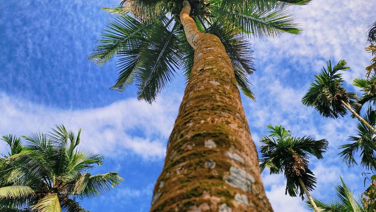 kuttiady-coconut-vying-for-gi-tag
