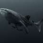 Nearly 80% of whale sharks in this marine tourism hotspot have human-caused scars