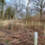 Comparing benefits of tree planting vs natural colonization for future resilience of UK woodlands