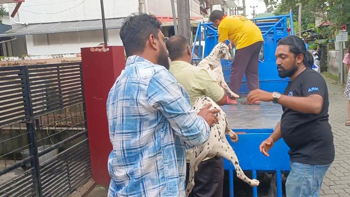man-who-fled-home-leaving-child-with-26-dogs-in-kochi-yet-to-be-traced