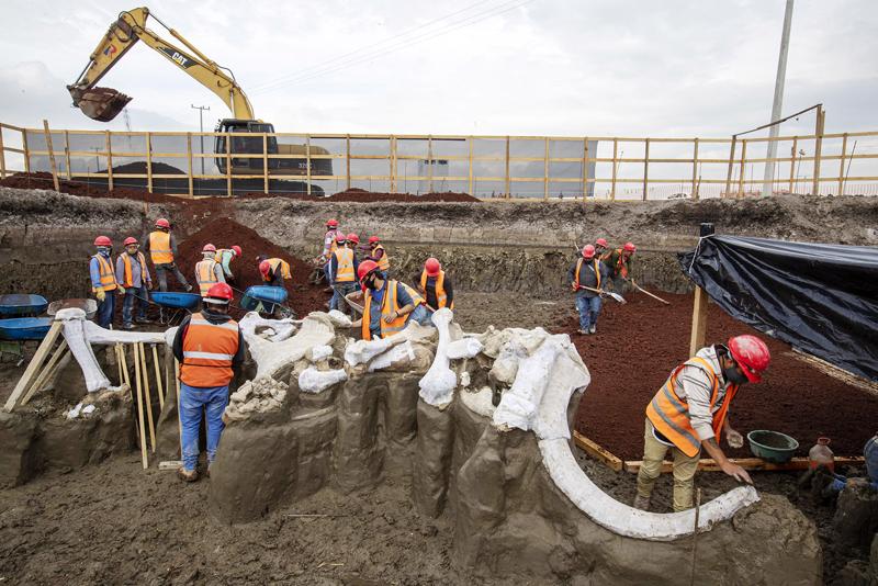 Mammoths in Mexico? Huge bone trove reveals giant beasts thrived in warmth, too