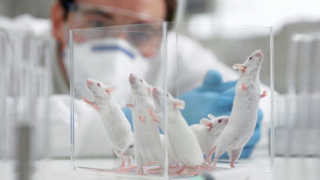 Making babies beyond Earth? Spaceflight may not hinder sperm production, mouse study suggests