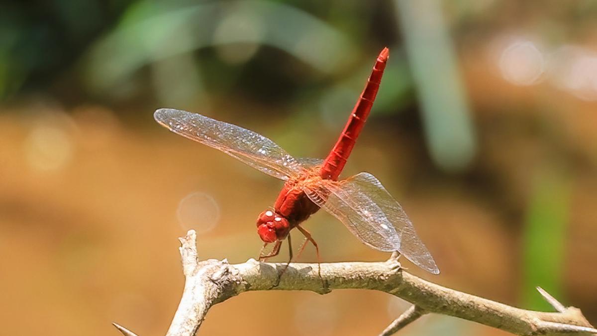 ice-age’s-winged-relic-rediscovered-in-western-ghats
