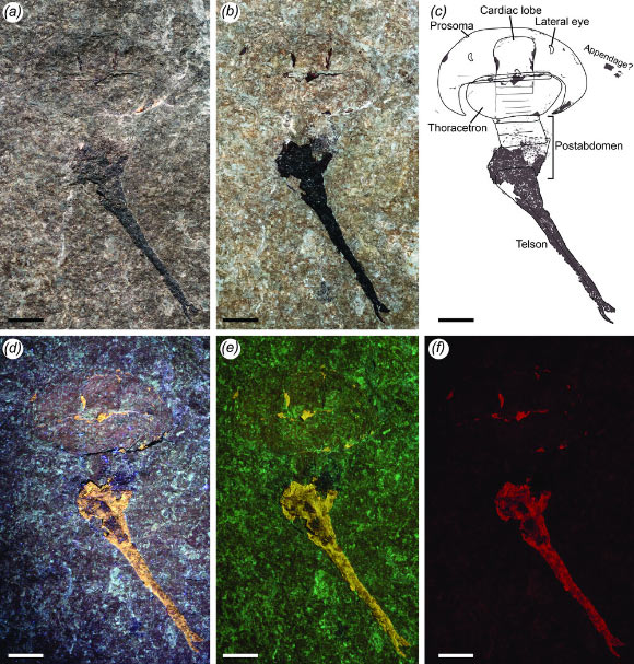 Paleontologist Discovers First Known Silurian Horseshoe Crab