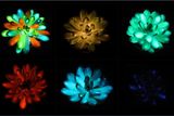 Glow-in-the-Dark Succulent Plants May Lead to Glowing Trees Replacing Streetlights