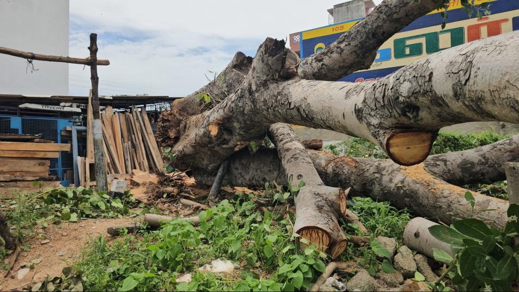 RPF Launches Probe into Illegal Felling of Sacred Fig Tree on Railway Land in Vaniyambadi