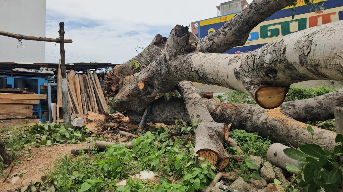 rpf-to-probe-into-illegal-chopping-of-sacred-fig-tree-on-railway-land-in-vaniyambadi