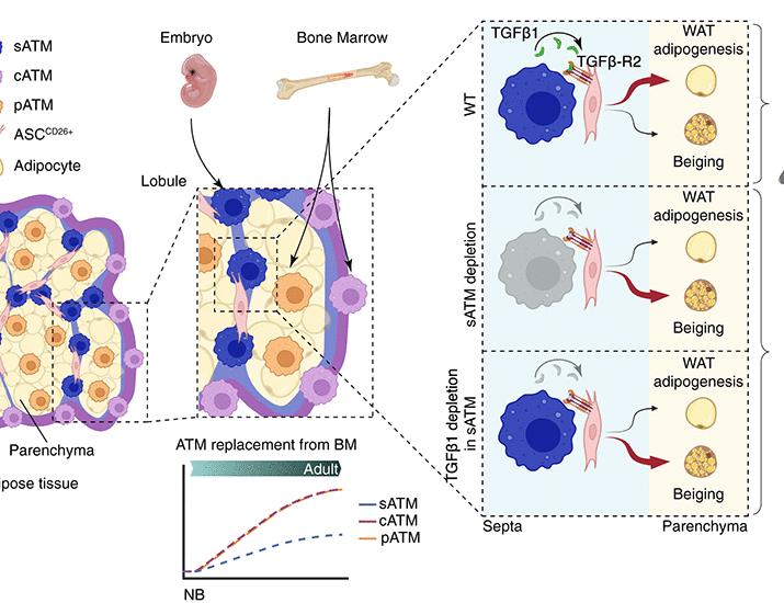Septal LYVE1+ macrophages control adipocyte stem cell adipogenic potential | Science