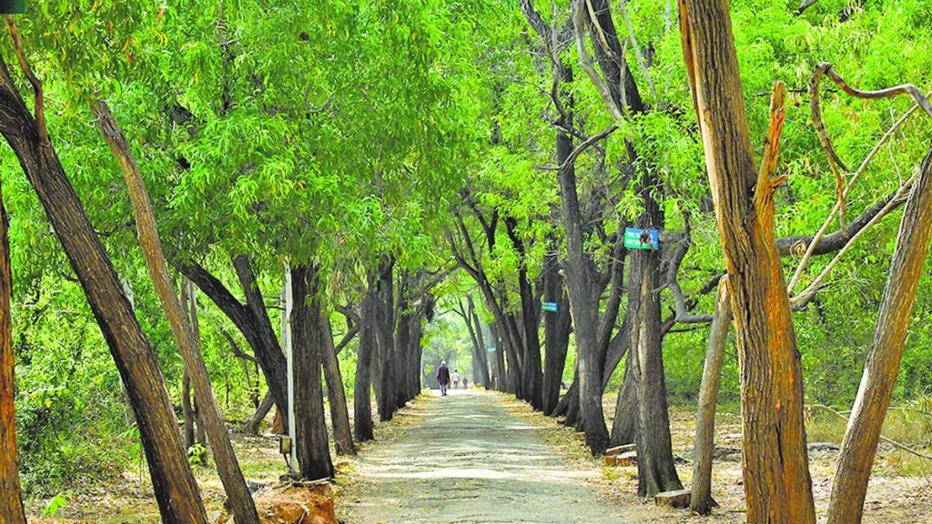 Govt Ties Green Credits to Tree Survival and Canopy Cover