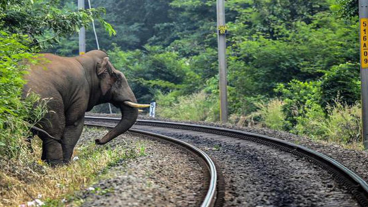kerala-launches-new-intensive-mission-to-mitigate-human-wildlife-conflict