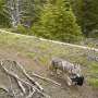 Gray wolves carry young pups over rugged terrain to track spring elk migration