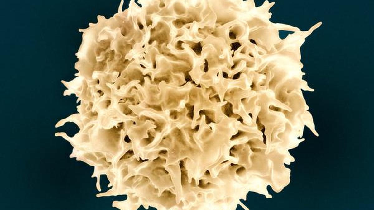 scientists-use-ai-designed-proteins-to-generate-immune-cells 