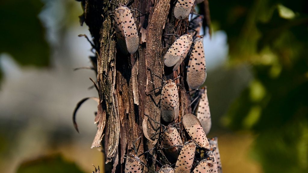 Should you still squash spotted lanternflies? Here’s what to know