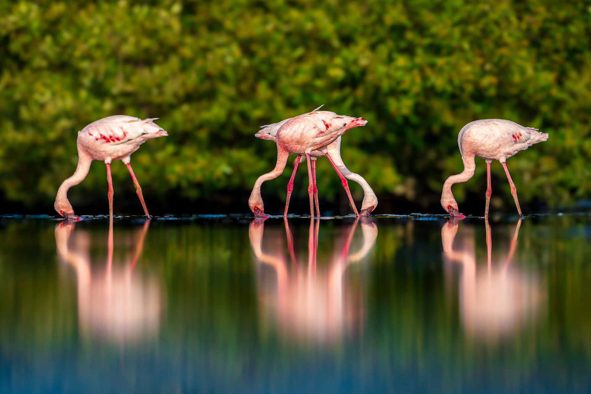 14 beautiful wildlife images from the 2025 Mangrove Photography Awards