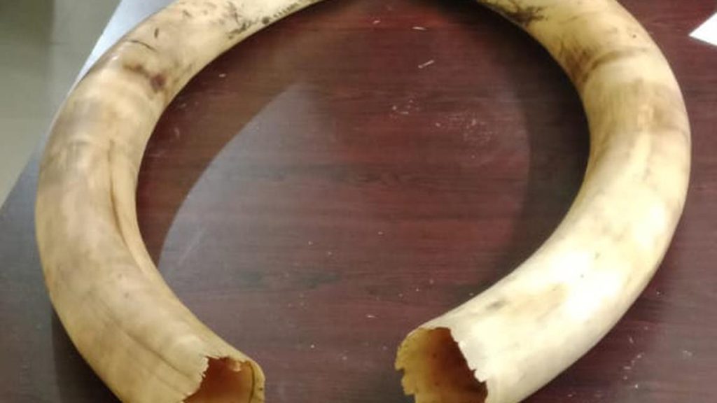 Three elephant tusks seized in Tripura