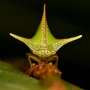 Static electricity sense could be factor in evolution of extreme body shapes of treehoppers